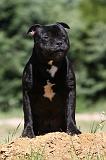 STAFFIE 397